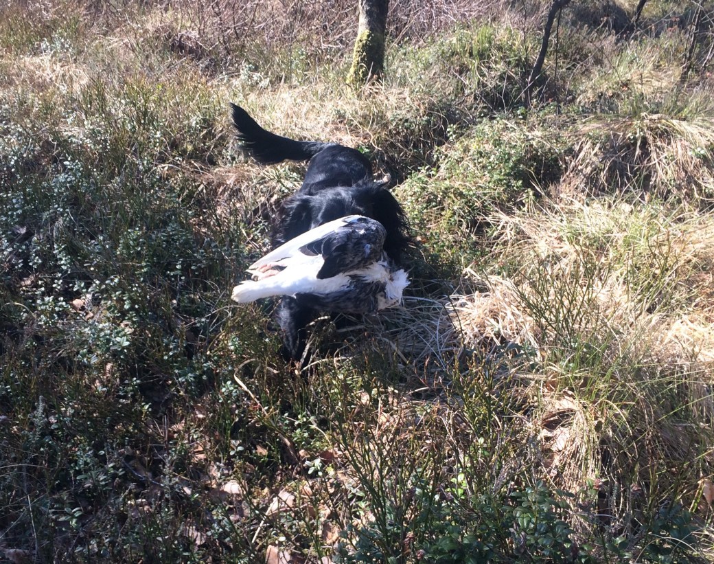 Bilde 30.04.2017, 11.36.30