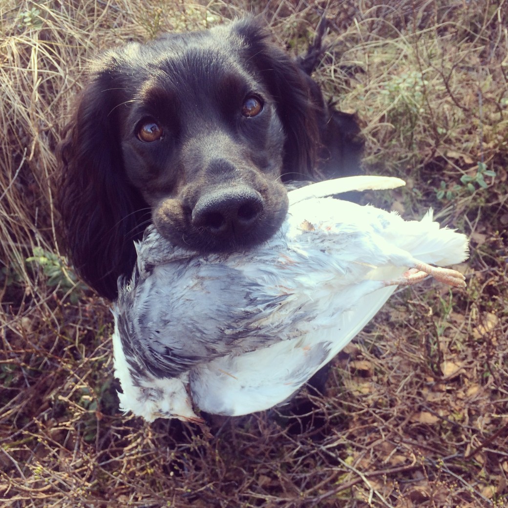 Bilde 30.04.2017, 11.38.07