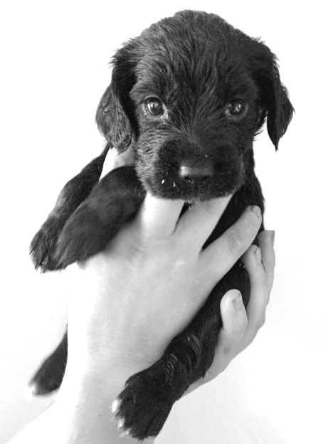 10669998_10154743268565105_2068300849013280705_n