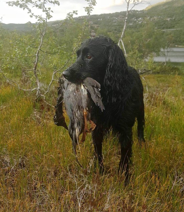 Bilde 12.08.2017, 20.29.42