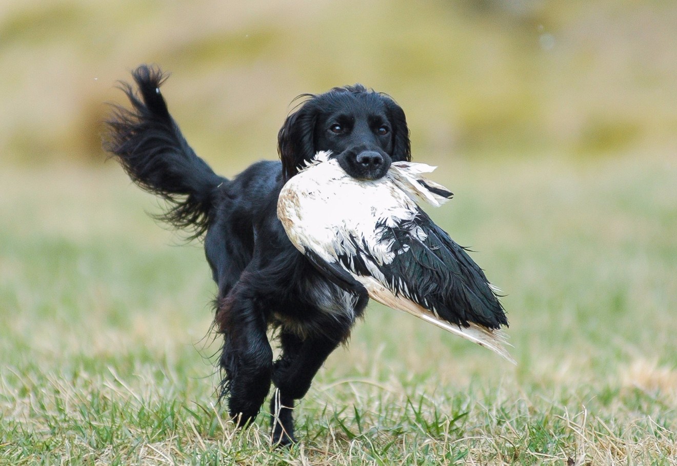 17390425_10155058130861303_2023297946089603417_o (1)