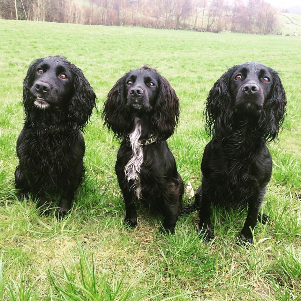 17855403_10158703134880105_925459707890940509_o