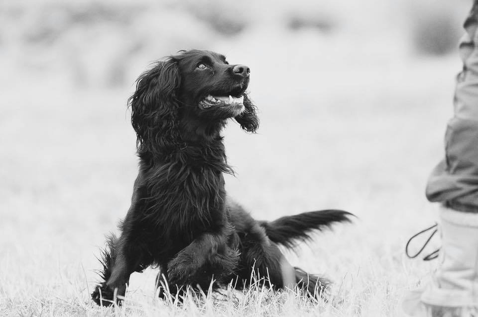 22007432_406742666395434_899962058200472218_n