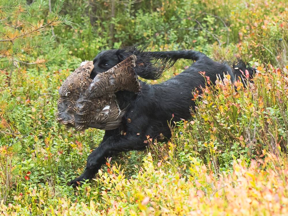 22499308_143570222929495_5786563313797782153_o