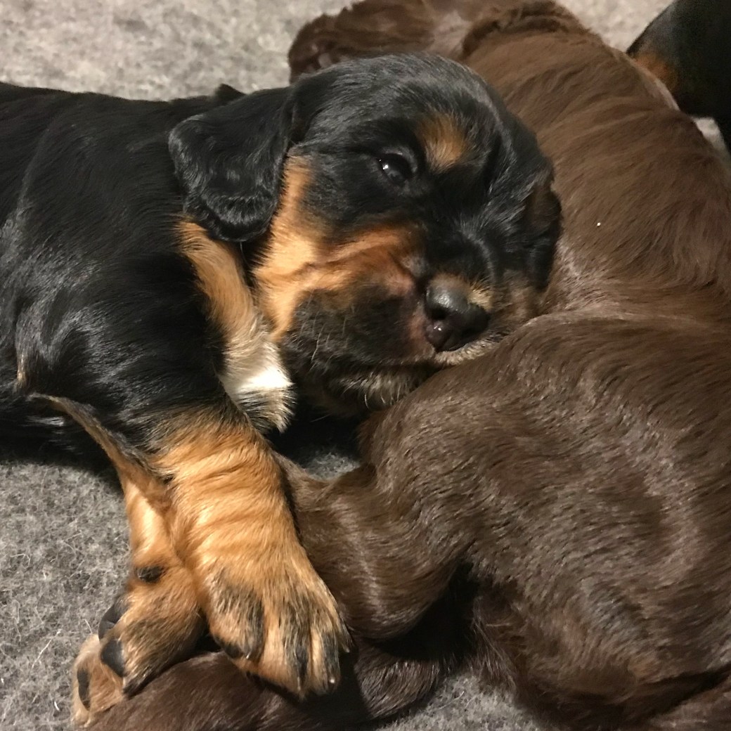 Bilde 25.03.2018, 19 18 37