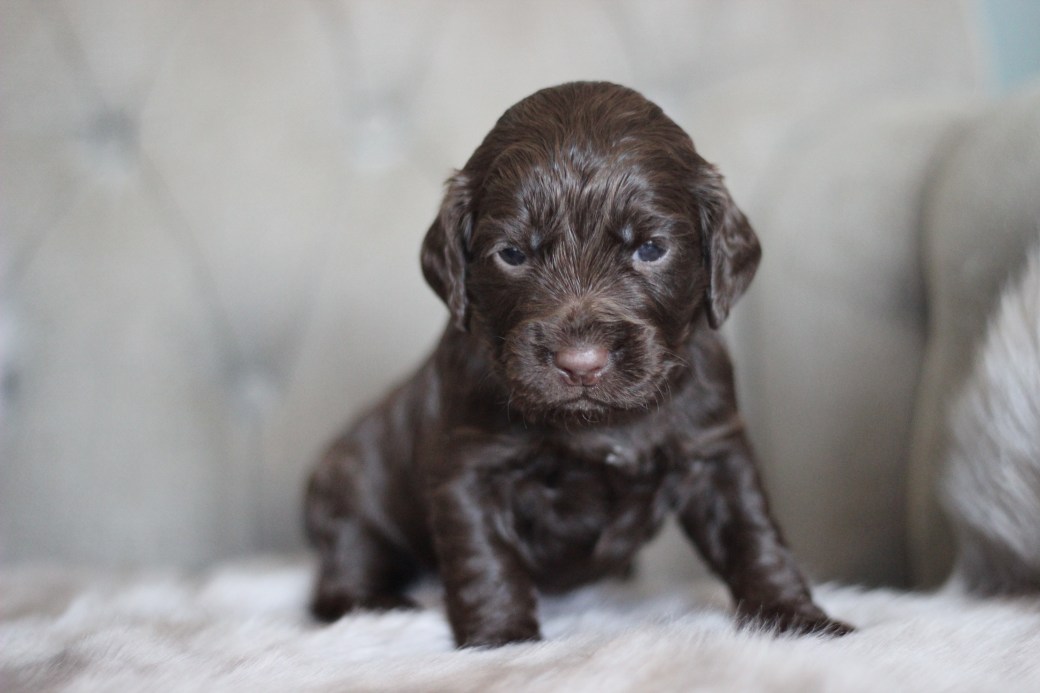 Nr 5 3 uker Velocity