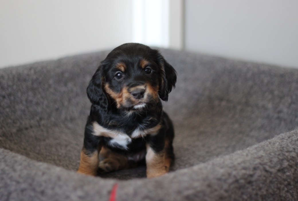 Nr 4 5 uker Newton 2