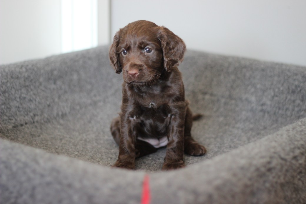 Nr 5 5 uker Velocity 2