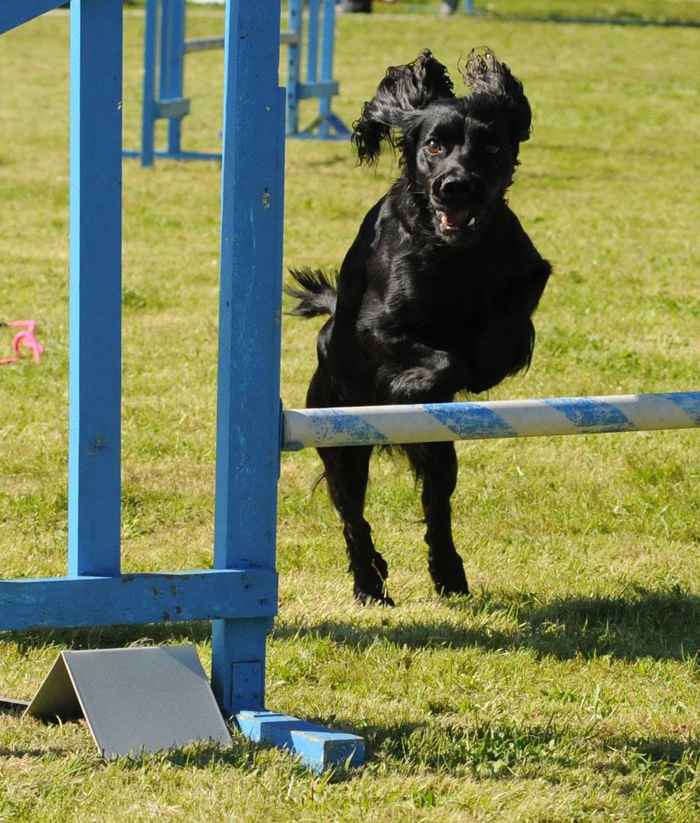 21318807_10154715599221426_6682324099705724686_o