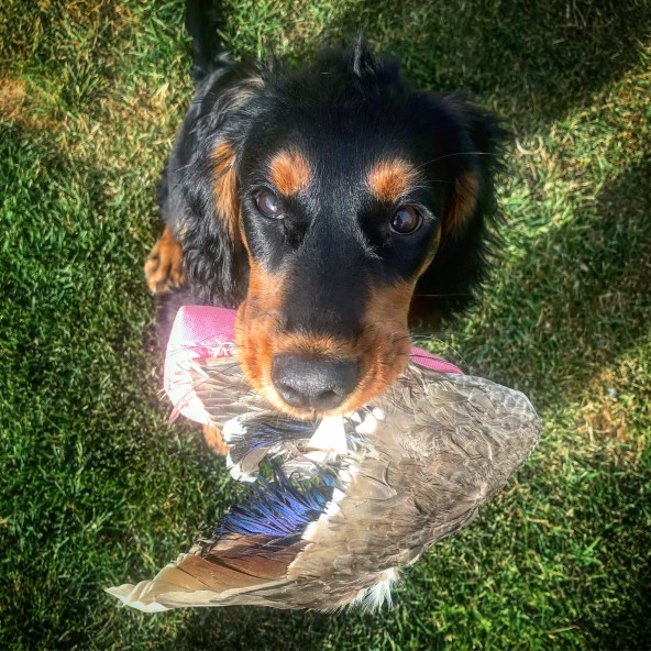 Bilde 19.07.2018, 18 51 02