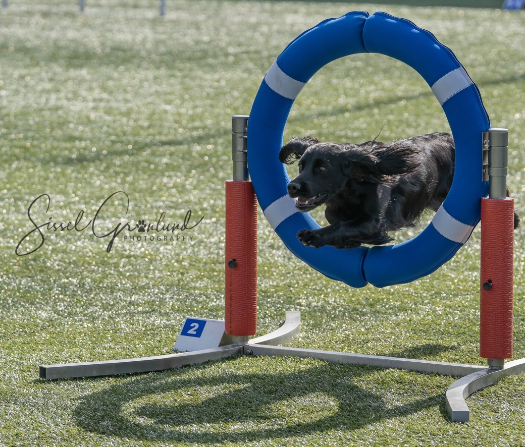 59382757_10157143869366399_5187589399939907584_o