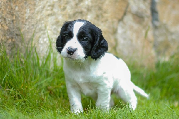 65673140_10157225394537225_4513287742150410240_o