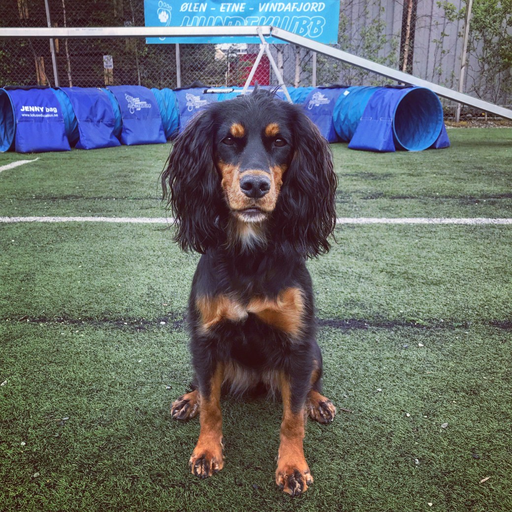 Bilde 21.05.2020, 14 46 21