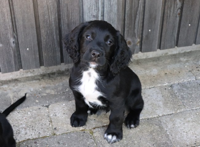 8 uker Hann 1 Tornado