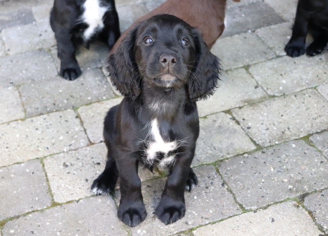 8 uker Hann 3 Thunder