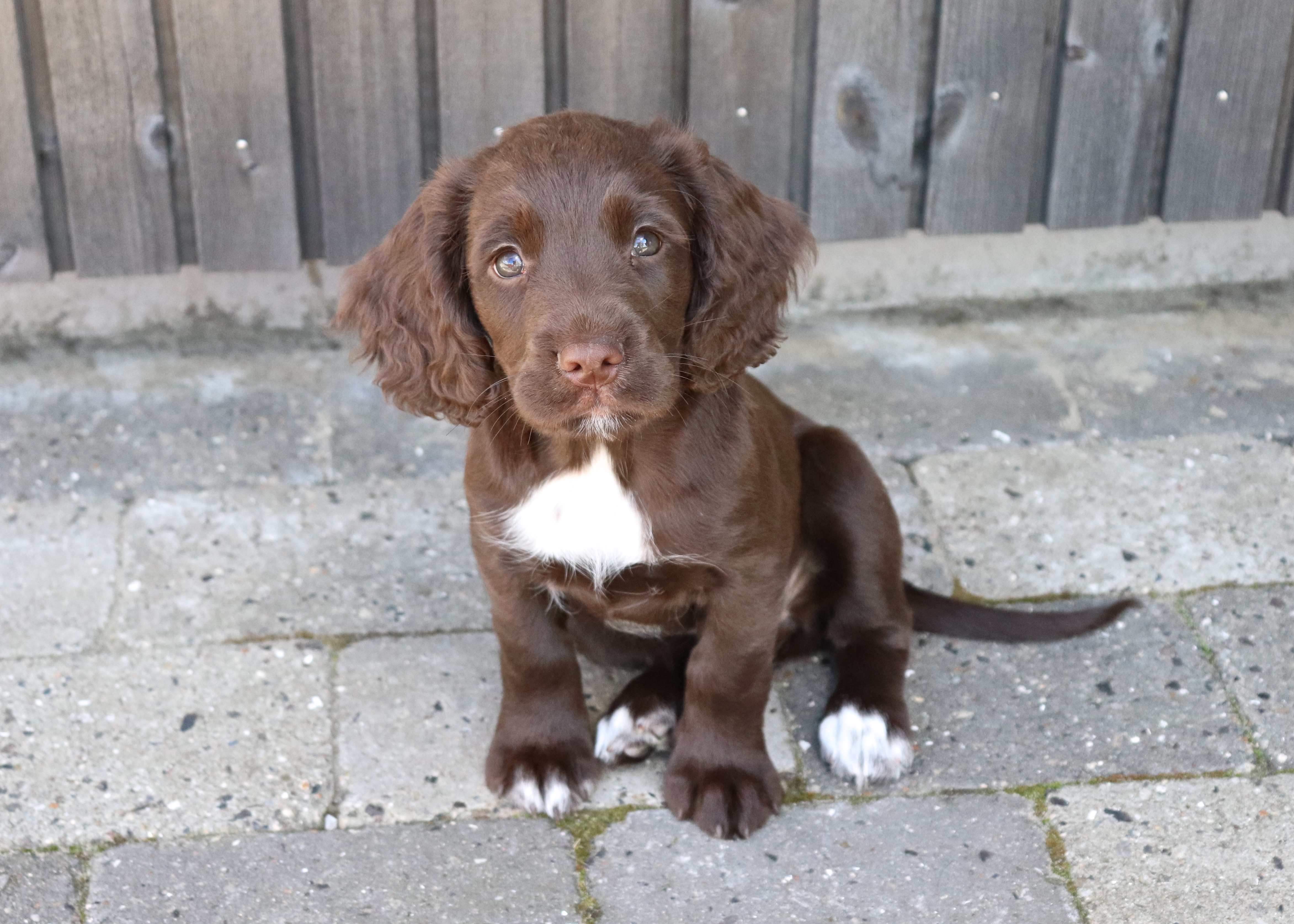 8 uker Tispe 1 Blizzard