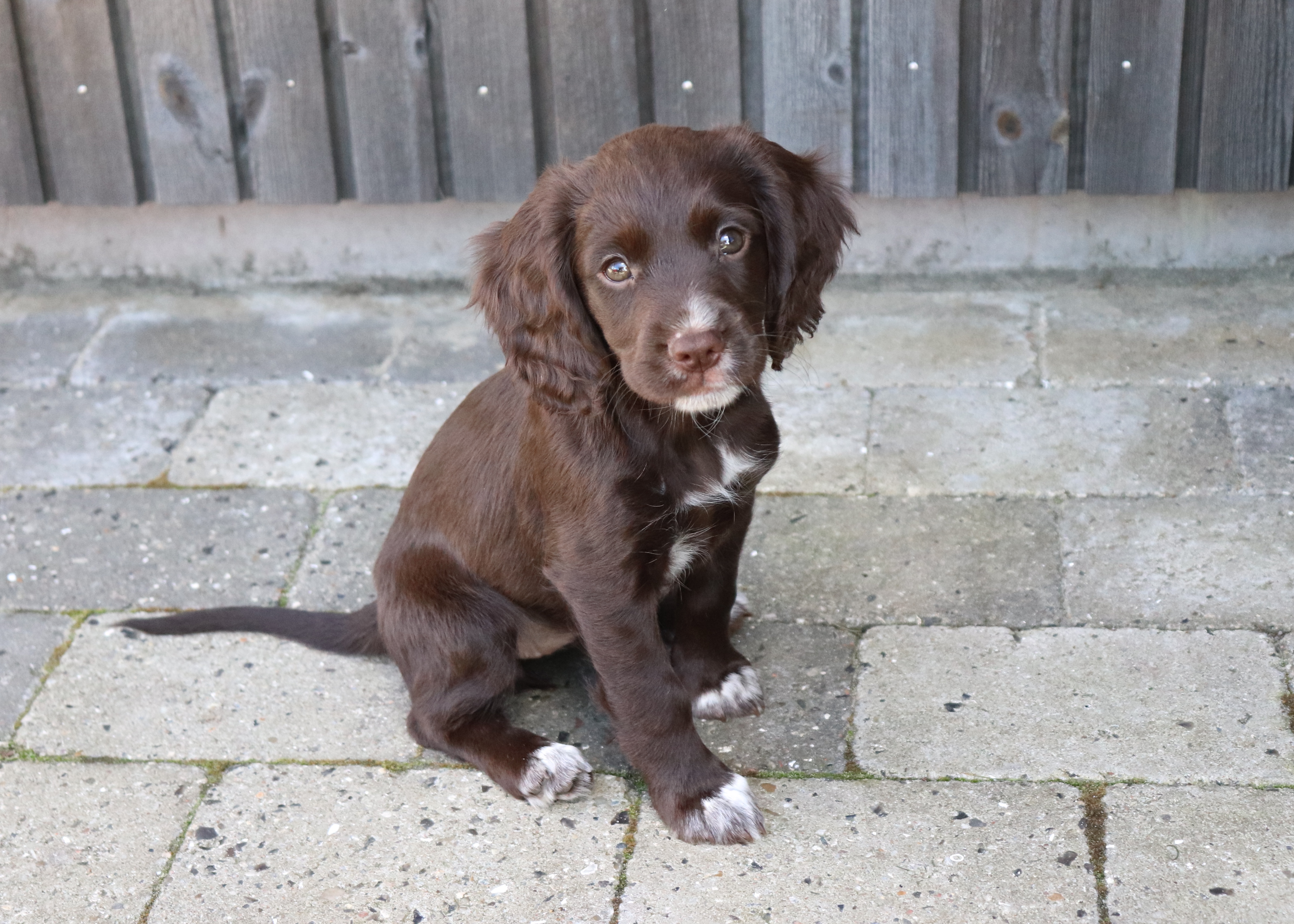 8 uker Tispe 2 Lightning