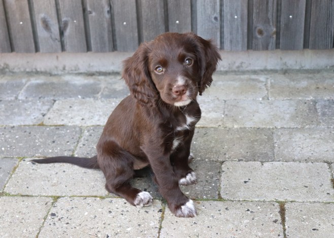 8 uker Tispe 2 Lightning