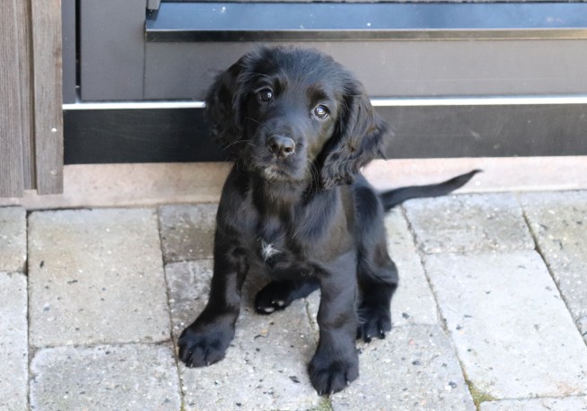 8 uker Tispe 3 Rainbow